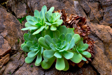 Photographie intitulée "SUCCULENT ON ROCK" par Jean-Luc Bohin, Œuvre d'art originale