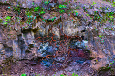Photography titled "SPIDER ROOTS" by Jean-Luc Bohin, Original Artwork