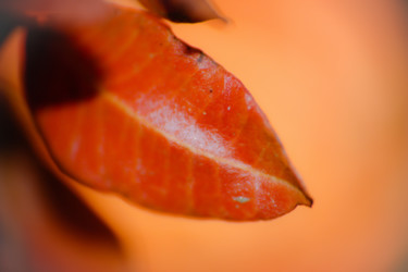 Photography titled "Les lèvres de Kanita" by Jean-Marc Perfetti, Original Artwork