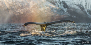 Fotografia zatytułowany „Baleine à bosse dan…” autorstwa Jean-Marc Blache, Oryginalna praca, Fotografia cyfrowa Zamontowany…