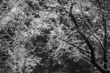 Photography titled "BRANCHES NEIGE" by Jean-Marc Philippe (Jimpy), Original Artwork, Digital Photography