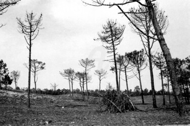 Photography titled "LANDES" by Jean-Marc Philippe (Jimpy), Original Artwork, Analog photography