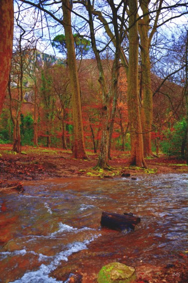 Photographie intitulée "evasion-nature.jpg" par Jean Marc Sparagna, Œuvre d'art originale