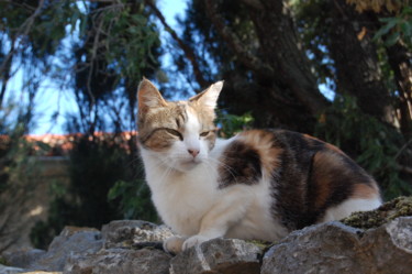 Fotografia intitulada "Le chat de Tautavel" por Jean Marie Cloarec, Obras de arte originais