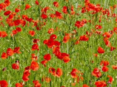 Photographie intitulée "Coquelicots" par Jean-Michel Liewig, Œuvre d'art originale