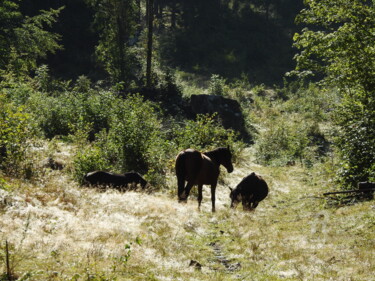 Fotografia intitolato "CHEVAUX" da Jean-Michel Liewig, Opera d'arte originale