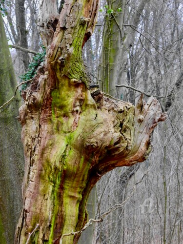 Photography titled "Profil de bois" by Jean-Michel Liewig, Original Artwork, Non Manipulated Photography