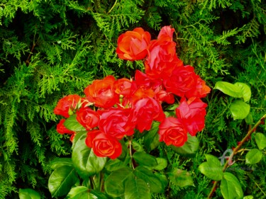 Фотография под названием "Roses rouge" - Jean-Michel Liewig, Подлинное произведение искусства