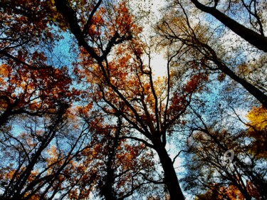 Фотография под названием "Couleurs d'automne" - Jean-Michel Liewig, Подлинное произведение искусства