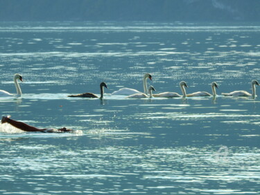 Photographie intitulée "Nage avec les cygnes" par Jean-Michel Liewig, Œuvre d'art originale