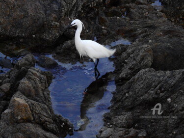 Fotografía titulada "Aigrette Garzette" por Jean-Michel Liewig, Obra de arte original