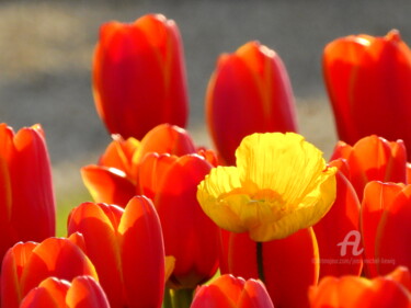 Photographie intitulée "Tulipes printanieres" par Jean-Michel Liewig, Œuvre d'art originale