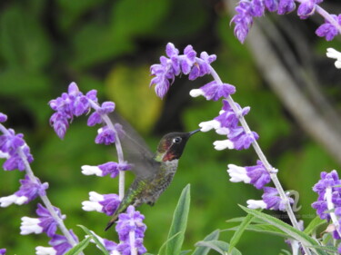 Photography titled "Colibris" by Jean-Michel Liewig, Original Artwork