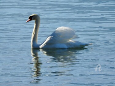 Photography titled "Un cygne majestueux" by Jean-Michel Liewig, Original Artwork, Non Manipulated Photography