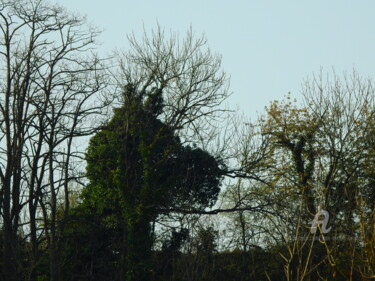 Photographie intitulée "Look for a dog ?" par Jean-Michel Liewig, Œuvre d'art originale, Photographie non manipulée