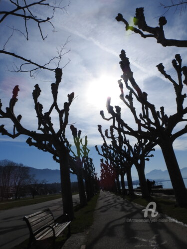 Photographie intitulée "Platanes" par Jean-Michel Liewig, Œuvre d'art originale, Photographie non manipulée