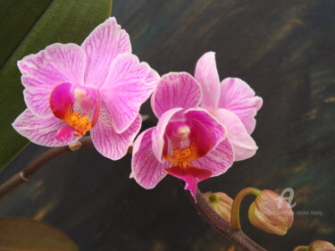 Photography titled "Orchidées" by Jean-Michel Liewig, Original Artwork, Non Manipulated Photography
