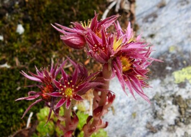 Photographie intitulée "Jolies fleurs de mo…" par Jean-Michel Liewig, Œuvre d'art originale, Photographie non manipulée