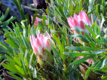 Photographie intitulée "Fleurs du cap" par Jean-Michel Liewig, Œuvre d'art originale, Photographie numérique