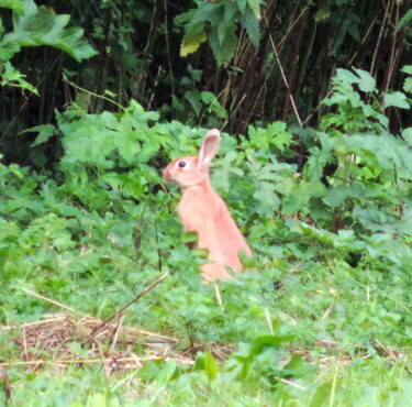 Photographie intitulée "LAPIN DEBOUT" par Jean-Michel Liewig, Œuvre d'art originale