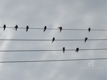 Fotografía titulada "C'est l'hirondelle…" por Jean-Michel Liewig, Obra de arte original