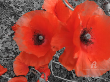 Photography titled "Coquelicots" by Jean-Michel Liewig, Original Artwork