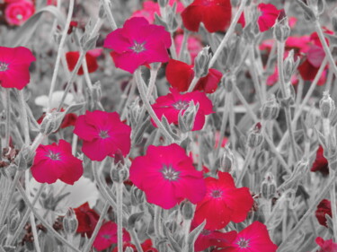 Photographie intitulée "Fleurs rouges sang" par Jean-Michel Liewig, Œuvre d'art originale