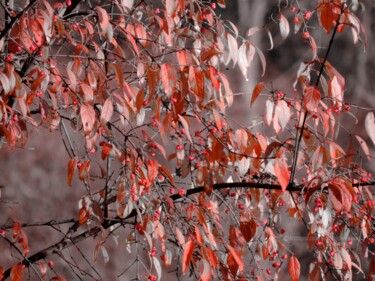 Fotografia intitulada "Rouges feuilles de…" por Jean-Michel Liewig, Obras de arte originais