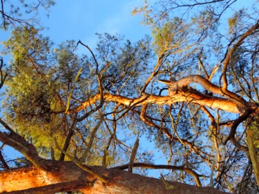 Photography titled "Arbres lumineux" by Jean-Michel Liewig, Original Artwork