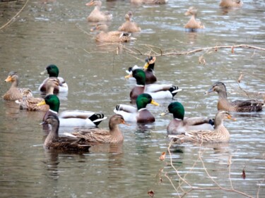 Photography titled "La danse des canards" by Jean-Michel Liewig, Original Artwork