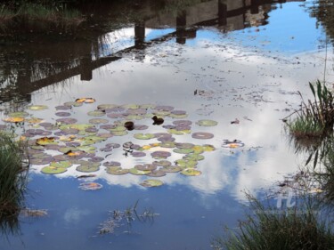 Photography titled "Reflets" by Jean-Michel Liewig, Original Artwork