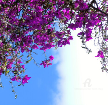 Photography titled "Bougainvillier" by Jean-Michel Liewig, Original Artwork
