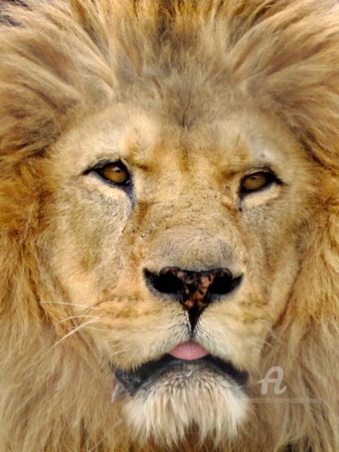 Fotografia zatytułowany „Lion” autorstwa Jean-Michel Liewig, Oryginalna praca
