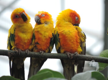 Fotografie mit dem Titel "Trois petits perroq…" von Jean-Michel Liewig, Original-Kunstwerk