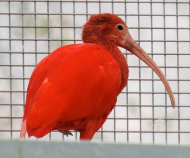 Photography titled "Ibis rouge" by Jean-Michel Liewig, Original Artwork