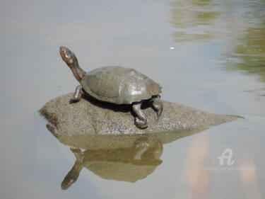 Fotografia zatytułowany „Tortue” autorstwa Jean-Michel Liewig, Oryginalna praca