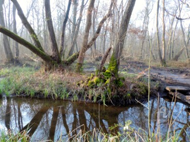 Photographie intitulée "Ruisseau dans la fo…" par Jean-Michel Liewig, Œuvre d'art originale