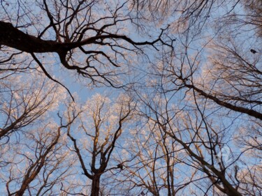 Fotografia intitulada "Les arbres de la vie" por Jean-Michel Liewig, Obras de arte originais