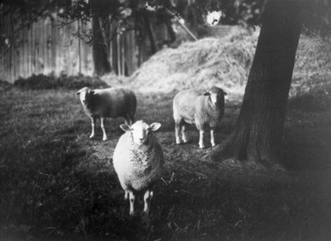 Photographie intitulée "3 moutons polonais.…" par Jnm, Œuvre d'art originale