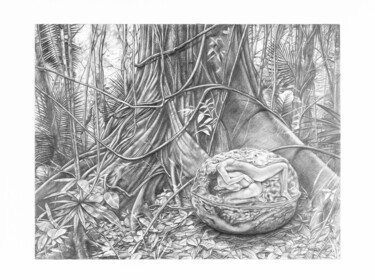 Dibujo titulada "La coquille de noix" por Jean Paul Boyer, Obra de arte original, Lápiz