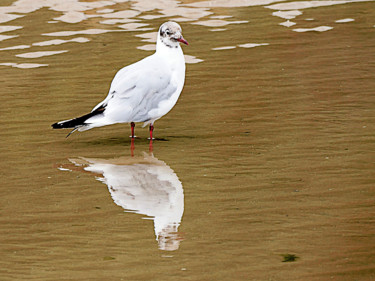 Photographie intitulée "p1040866-mouette.jpg" par Jean-Paul Martin, Œuvre d'art originale