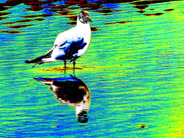 Photography titled "p1040866-mouette-co…" by Jean-Paul Martin, Original Artwork