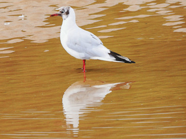 Photographie intitulée "p1040868-mouette.jpg" par Jean-Paul Martin, Œuvre d'art originale