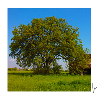 Arts numériques intitulée "La Quercia dello St…" par Jean Paul Pierozzi, Œuvre d'art originale, Peinture numérique