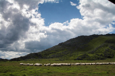 Fotografia zatytułowany „Moutons qui divague…” autorstwa Jean Paul Rosso, Oryginalna praca