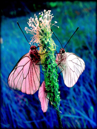 Photography titled "Clochette&compagnie." by Jean Philippe Desmoulins, Original Artwork, Manipulated Photography