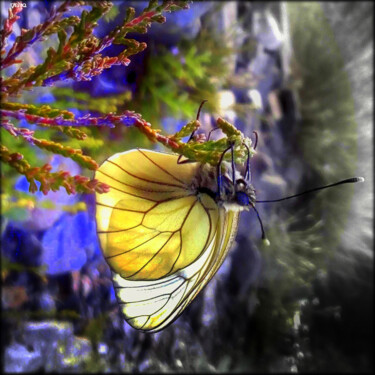 Photographie intitulée "Our world is magica…" par Jean Philippe Desmoulins, Œuvre d'art originale, Photographie numérique