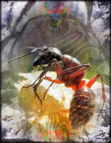 Fotografie mit dem Titel "My Sisters the Ants" von Jean Philippe Desmoulins, Original-Kunstwerk, Digitale Fotografie