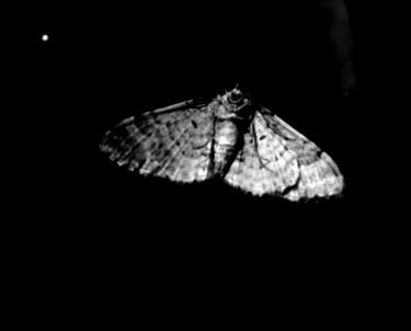 Photography titled "Black Flight" by Jean Philippe Desmoulins, Original Artwork, Digital Photography