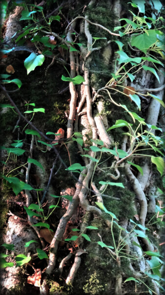 Fotografie mit dem Titel "When the forest com…" von Jean Philippe Desmoulins, Original-Kunstwerk, Digitale Fotografie